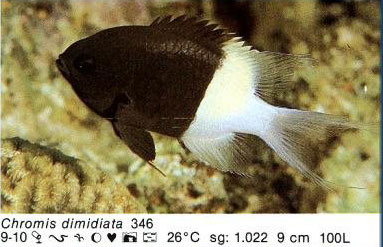 Chromis dimidiata